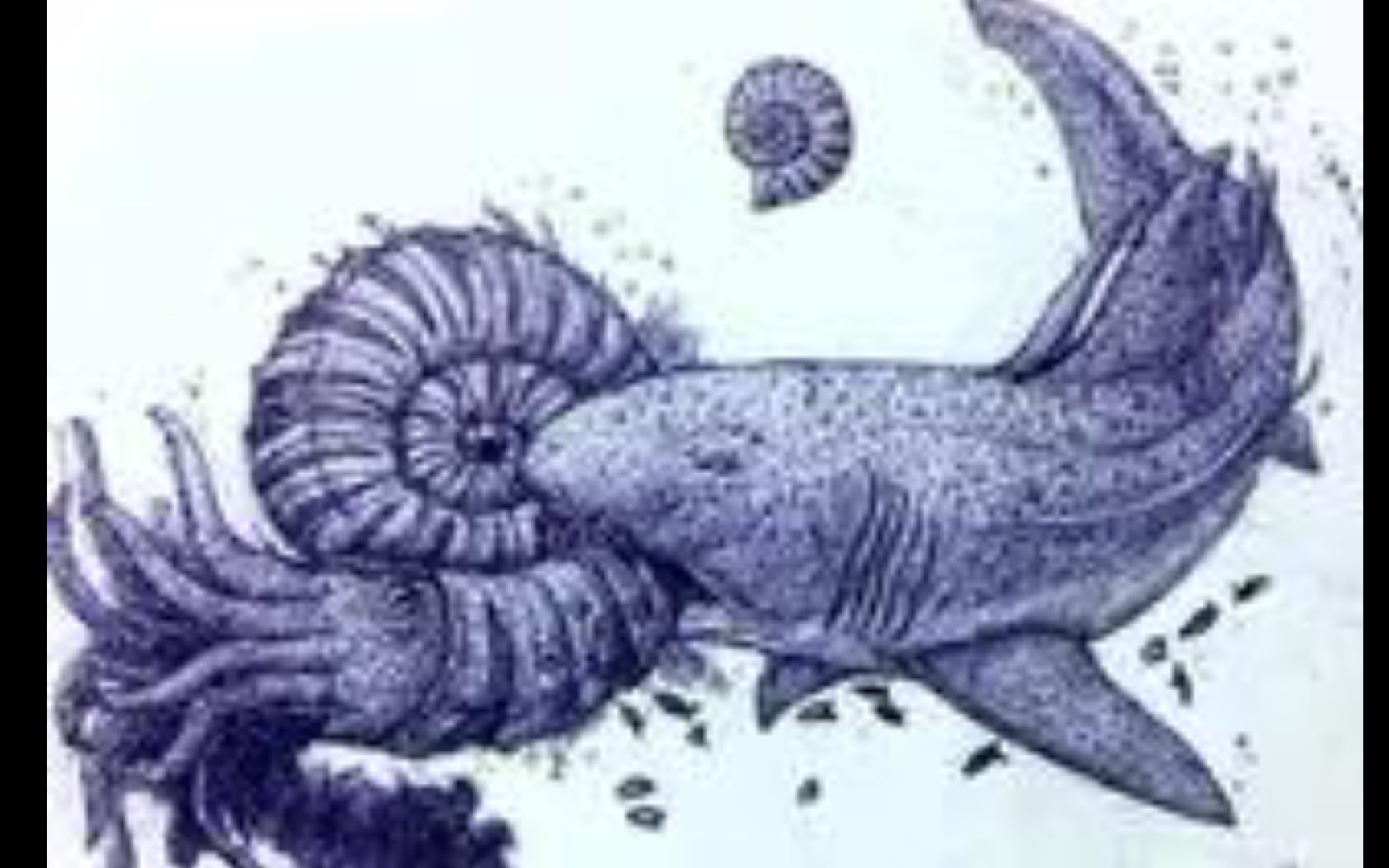白垩纪碎甲巨鲨