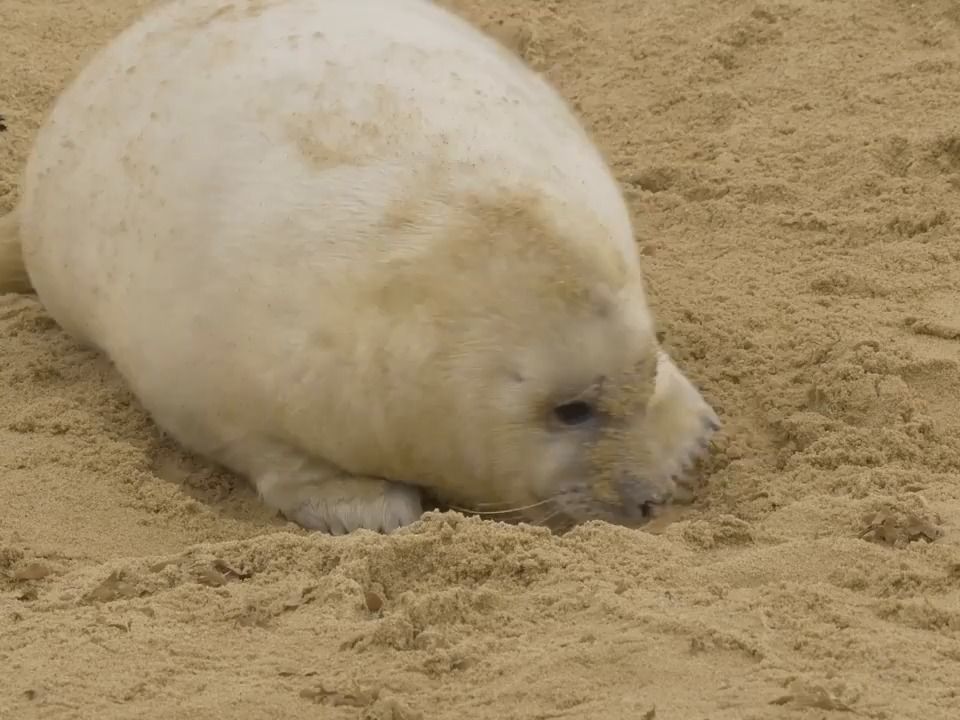 灰海豹幼崽：宝宝玩沙子很正常吧
