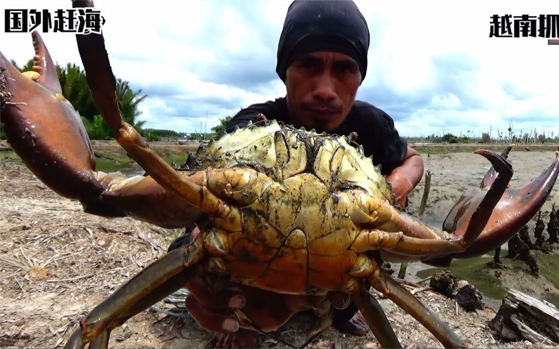 国外赶海越南抓螃蟹，渔民抓青蟹都是三斤多大，一天收入3000多