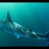 大白鲨是如何伏击猎物的？