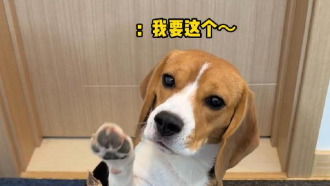 当把我的比格借给朋友当试用二胎时（上）