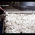 【诺尔农场】百万菇菇制造机 - 现代蘑菇加工厂