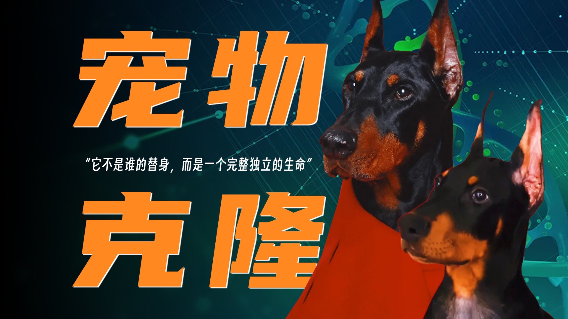 花16万成功克隆宠物狗，开心但挨骂