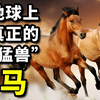 唯一参加奥运会的动物，主宰人类战争5000年，地球真正的猛兽——马