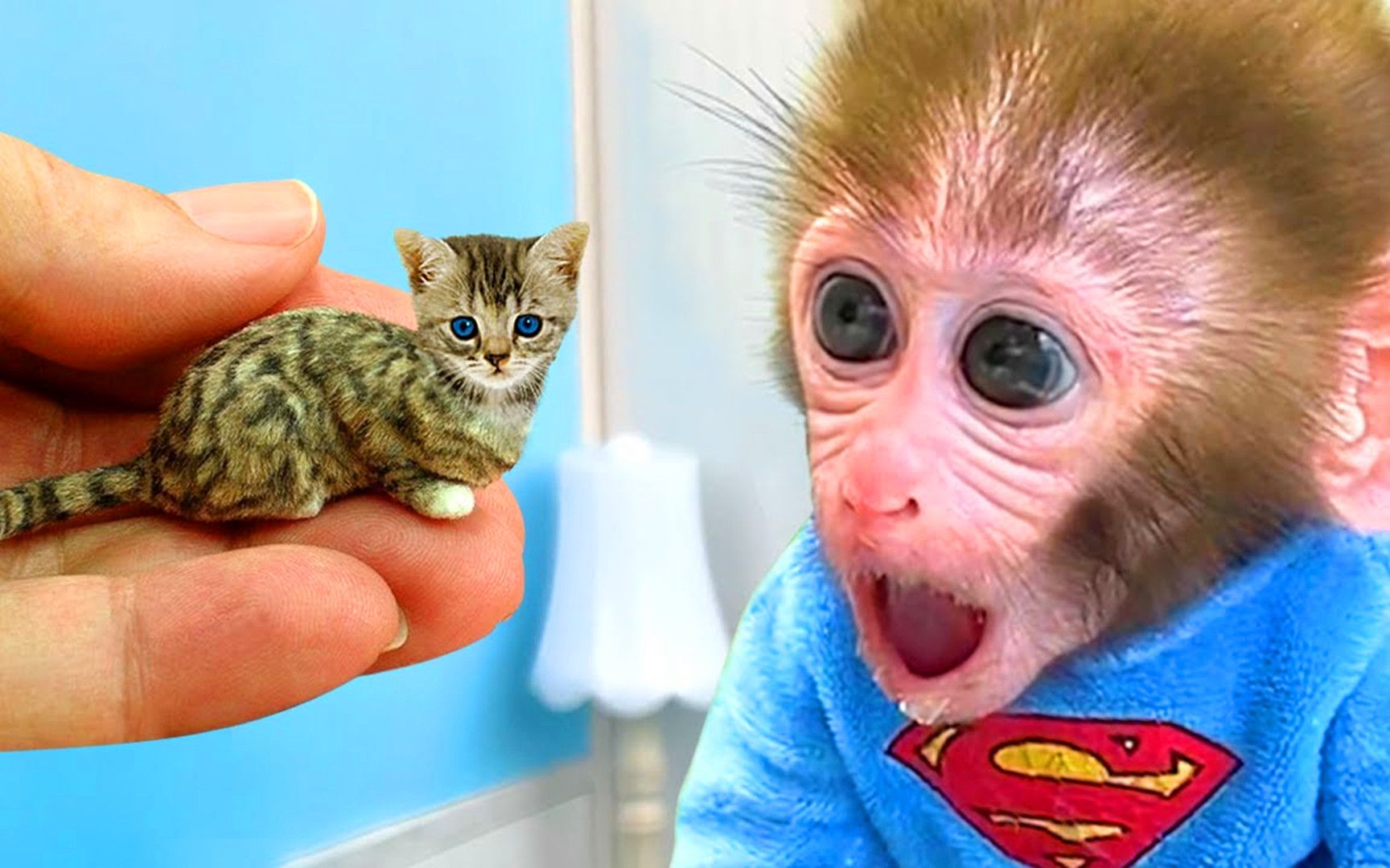小猴子趣味乐园：小猴子化身宠宝狂魔，它会把小猫照顾好吗？
