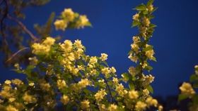 558bb3e9a575356e9bfc58ed0e18ea3b1bcdc3a5.jpg@280w_158h_1c_100q.jpg