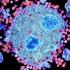【3D微生物】：人类免疫缺陷病毒（HIV）是如何攻击人体的？