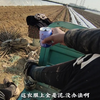 17岁小地主下地种白菜，累了就歇一会，饿了就喝瓶奶压压肚子