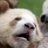 秦岭大熊猫官宣了，展厅拍到的七仔小时候