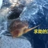 一只小海龟遭鲨鱼追捕，逃到渔船旁咬住栏杆向人类求助，海龟该救吗
