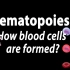 动画 | 血细胞的形成过程（手动打开字幕）