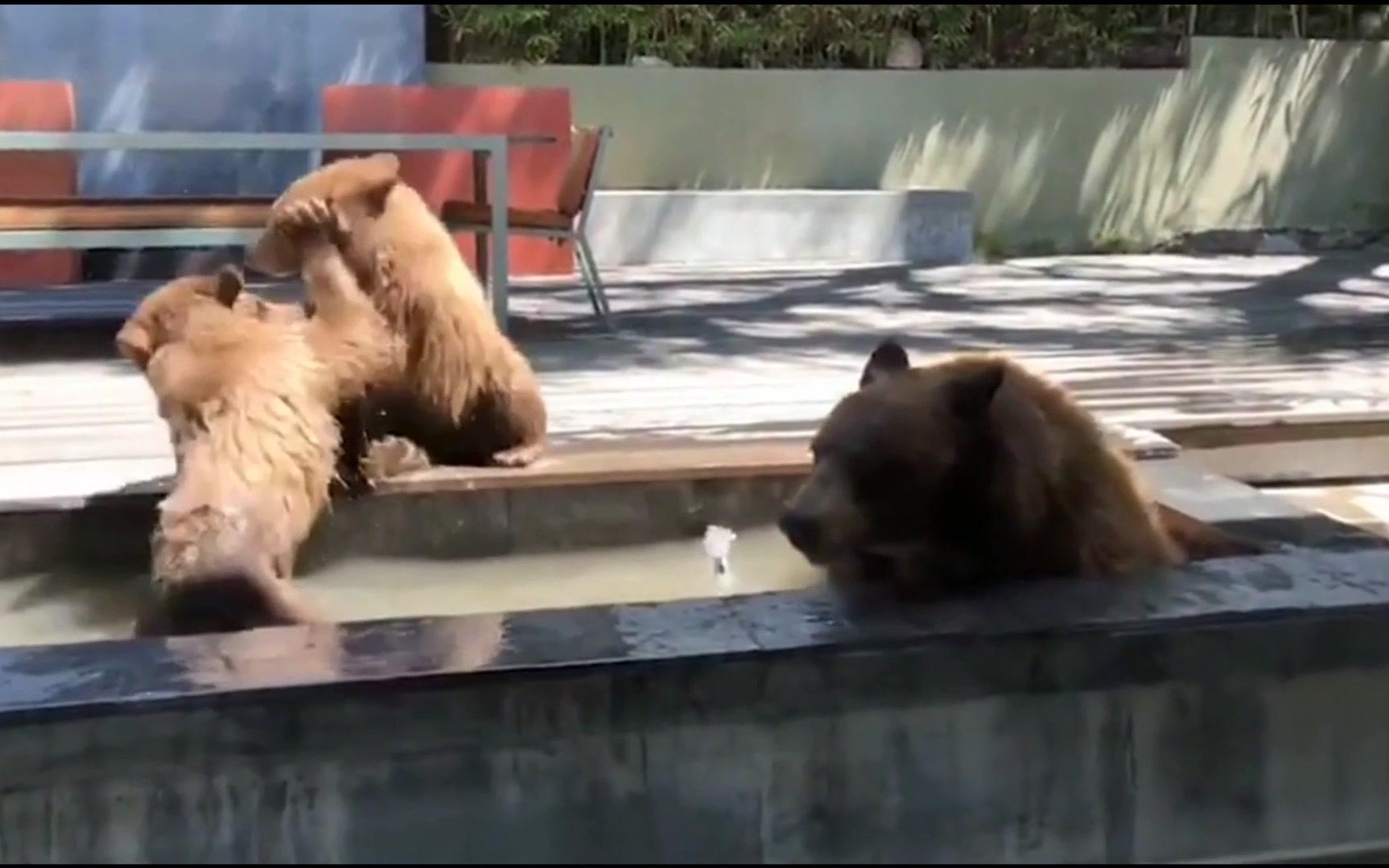 萌趣！棕熊妈妈携子溜进民宅后院 两幼崽喷泉嬉闹解暑