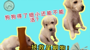 55f90bebd8f5983fddea84a9d332f5b2d597e969.jpg@310w_174h_1c_100q.jpg
