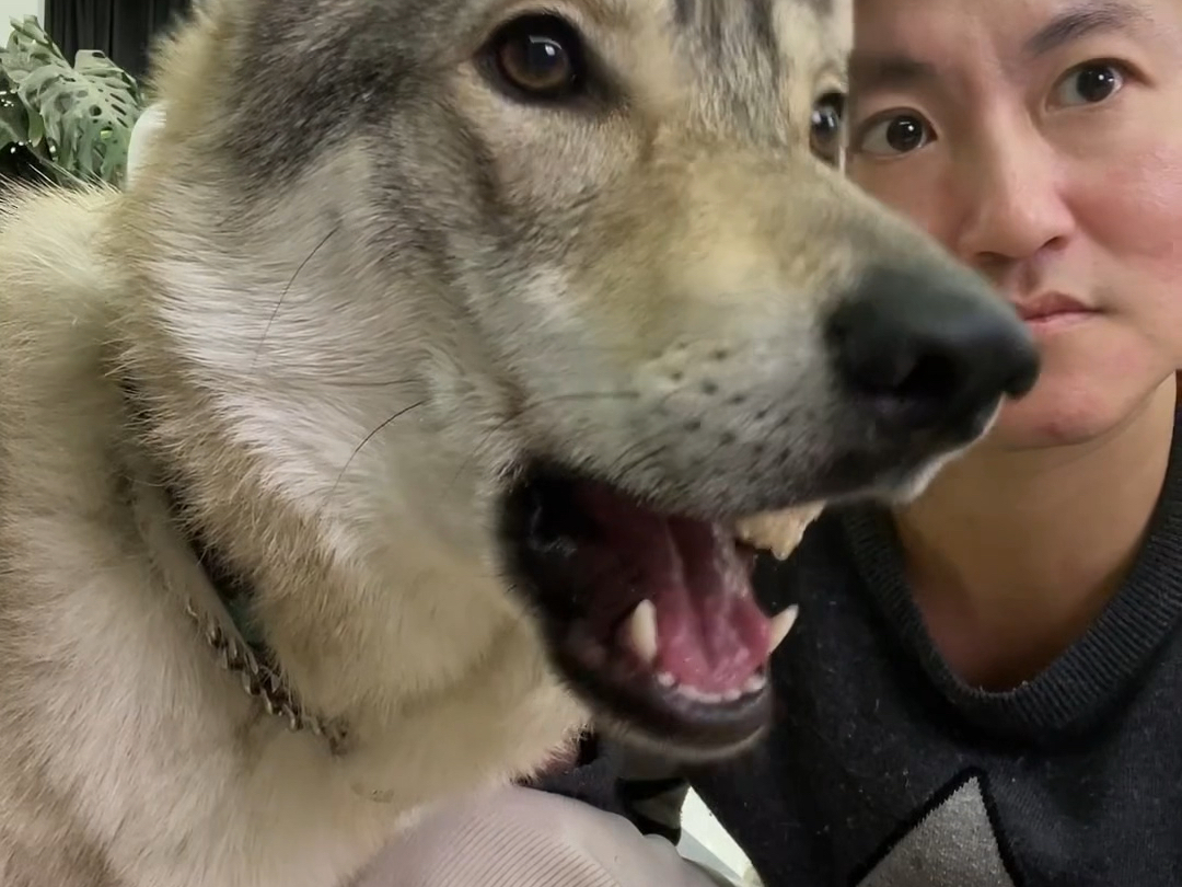 大漂亮这条狗听懂人话了