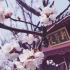 春天来了~ 观光君带你诗词游中国丨唐•白居易《大林寺桃花》