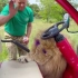 为了保护小红车，我批评了狮子“苏丹”！