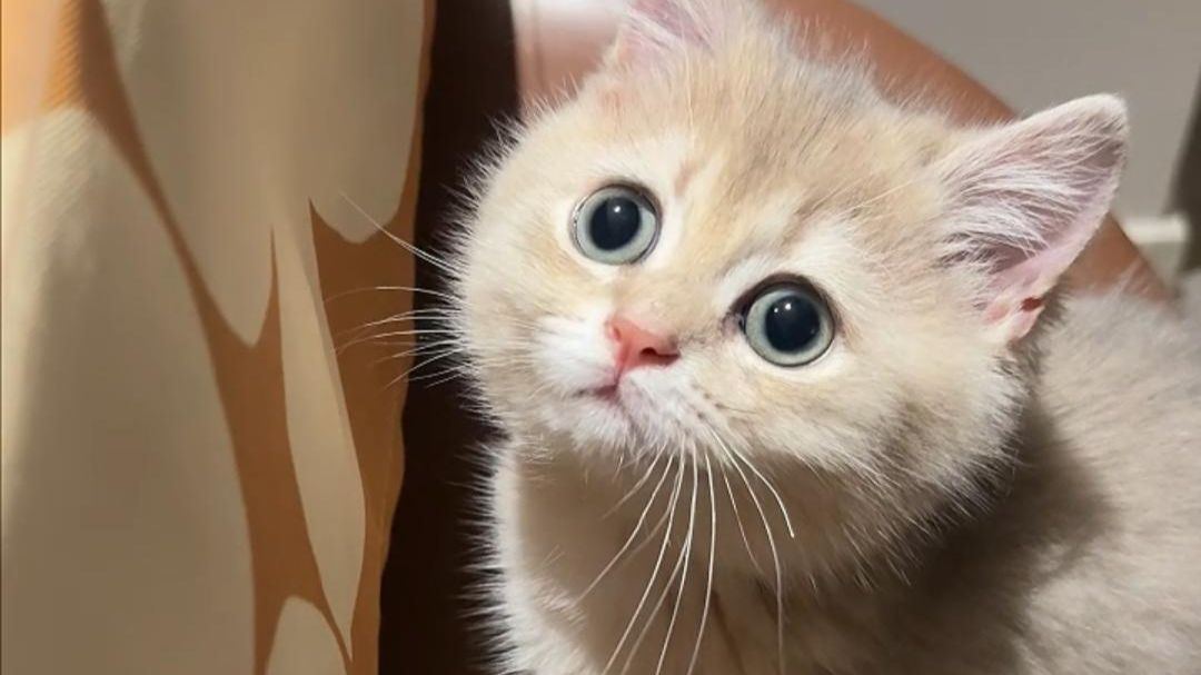 小猫想吃薯片？不给！