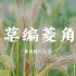 《草编菱角纪实》· 菱角植人