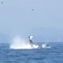 虎鲸又把海豹扇上天了！飞了大概有24米高