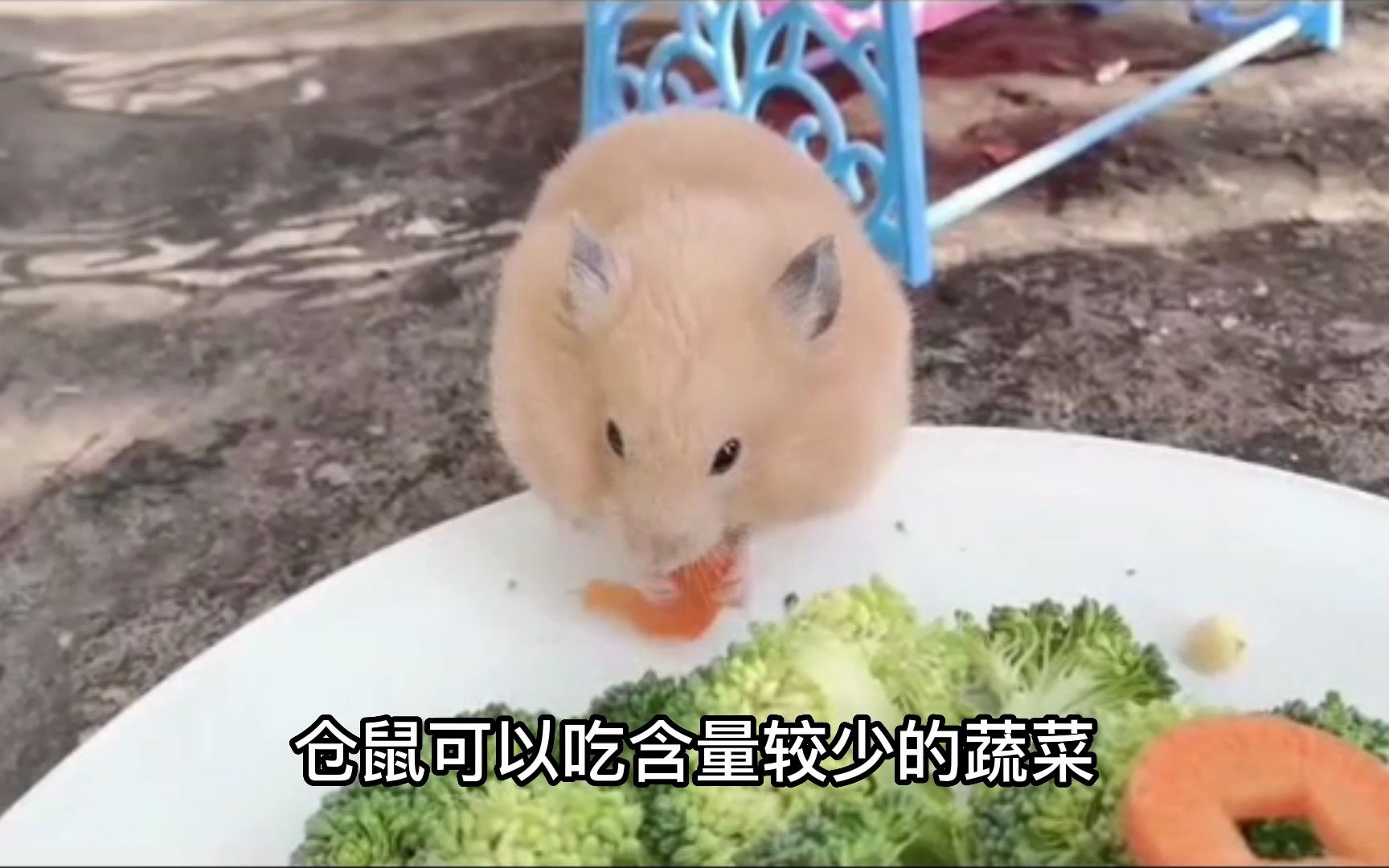 仓鼠可以吃什么蔬菜？