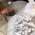 几十斤厚外套把小羊热坏了，牧场大叔亲自动手为小羊修面剃毛