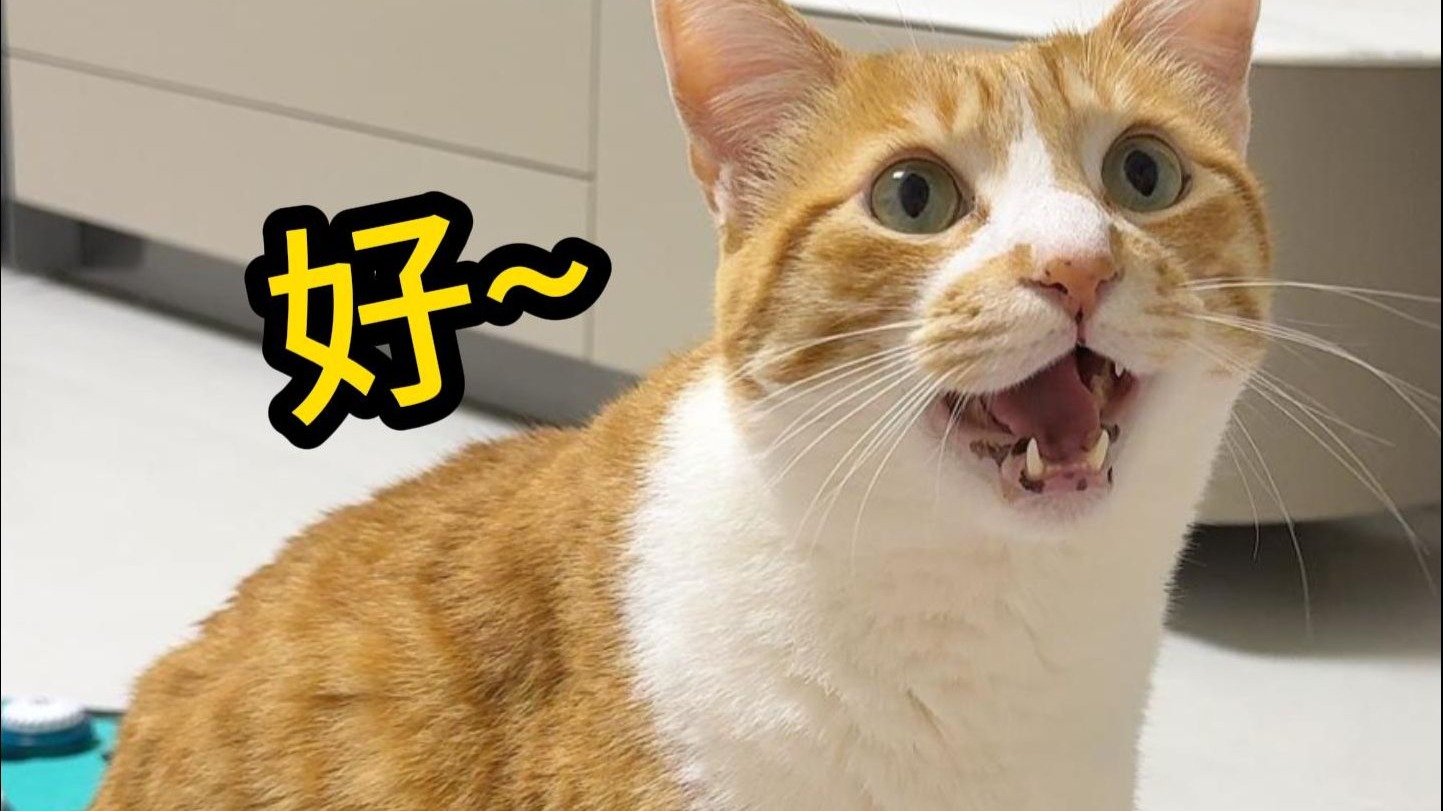猫：及时行乐~就是这样喵！