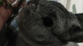 5668940a1996eb41d2bfbcd65dd71b86f03adb68.jpg@280w_158h_1c_100q.jpg