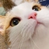【猛男必看】帮帮是最可爱的小猫咪！