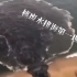 日本核废水排海第一现场视频，海边水呈绿色。