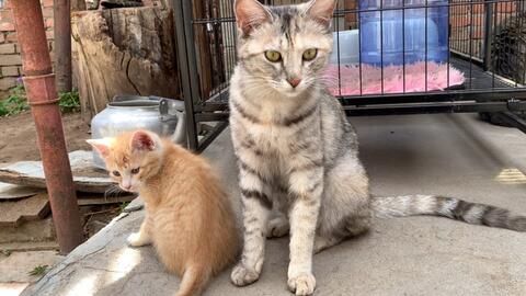 小猫咪叫声找妈 56c7e83b21fdb9a338a55201a6c67b0a1838f8ef.jpg@480w_270h_1c