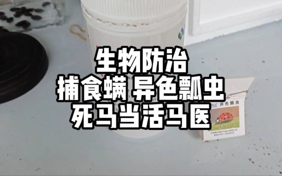 捕食螨、瓢虫这些生物防治方法，属于死马当活马医的手段