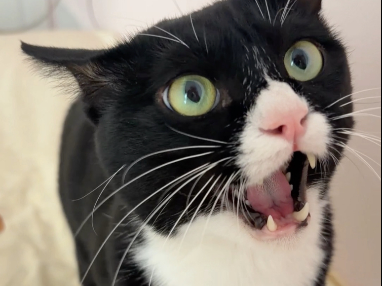当我故意学奶牛猫说话