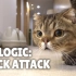 【Kittisaurus】【三语】猫咪的逻辑：零食攻击