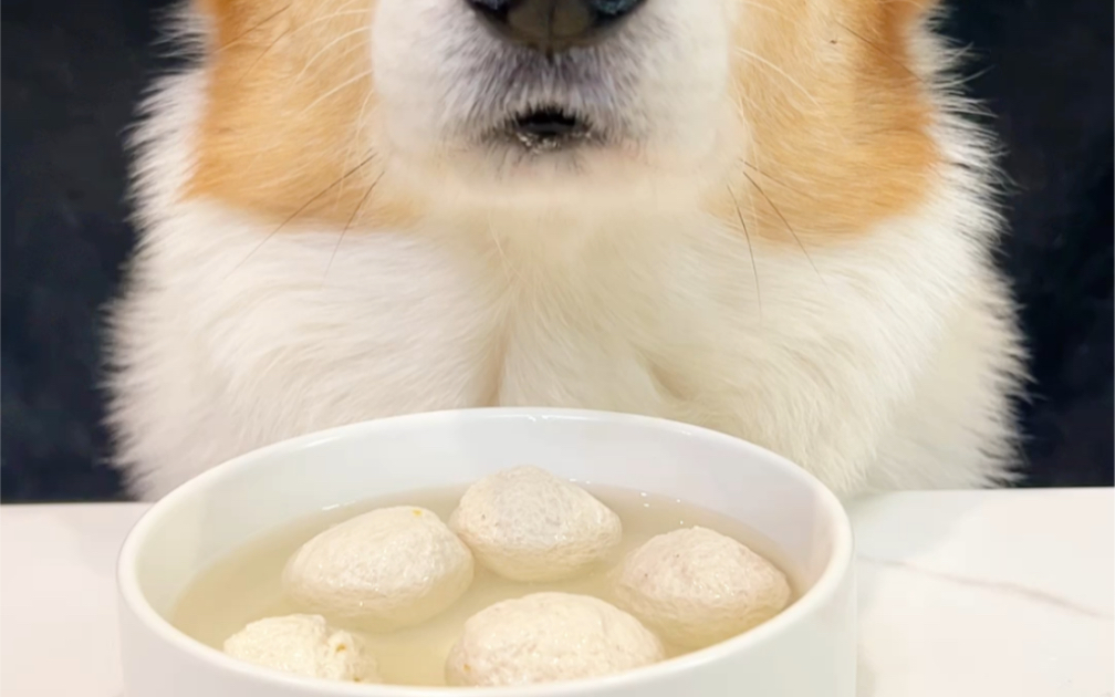 元宵节小狗也要吃汤圆！