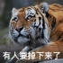 【动物园系列】西伯利亚虎日常行为训练