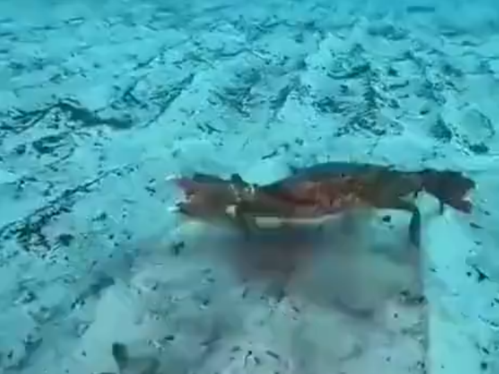 螃蟹不只会横着走，在水中其实是一架飞机。