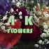 4K-美丽的花朵