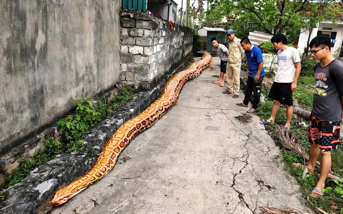 探测世界上最大蛇的踪迹