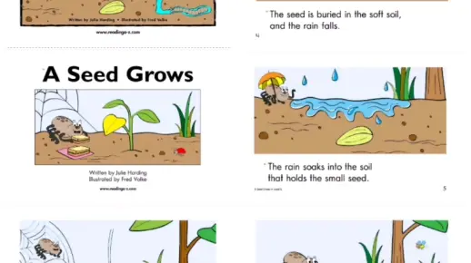 A Seed Grows