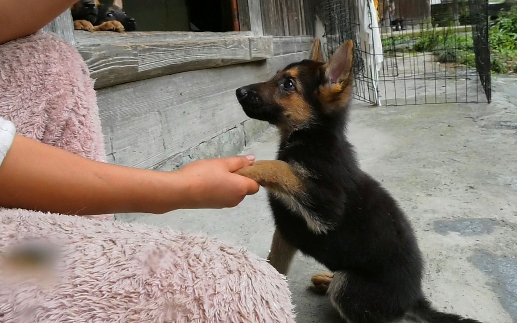 活动 铲屎官教2个月混血昆明犬学科目,小奶狗积极表现获得奖励