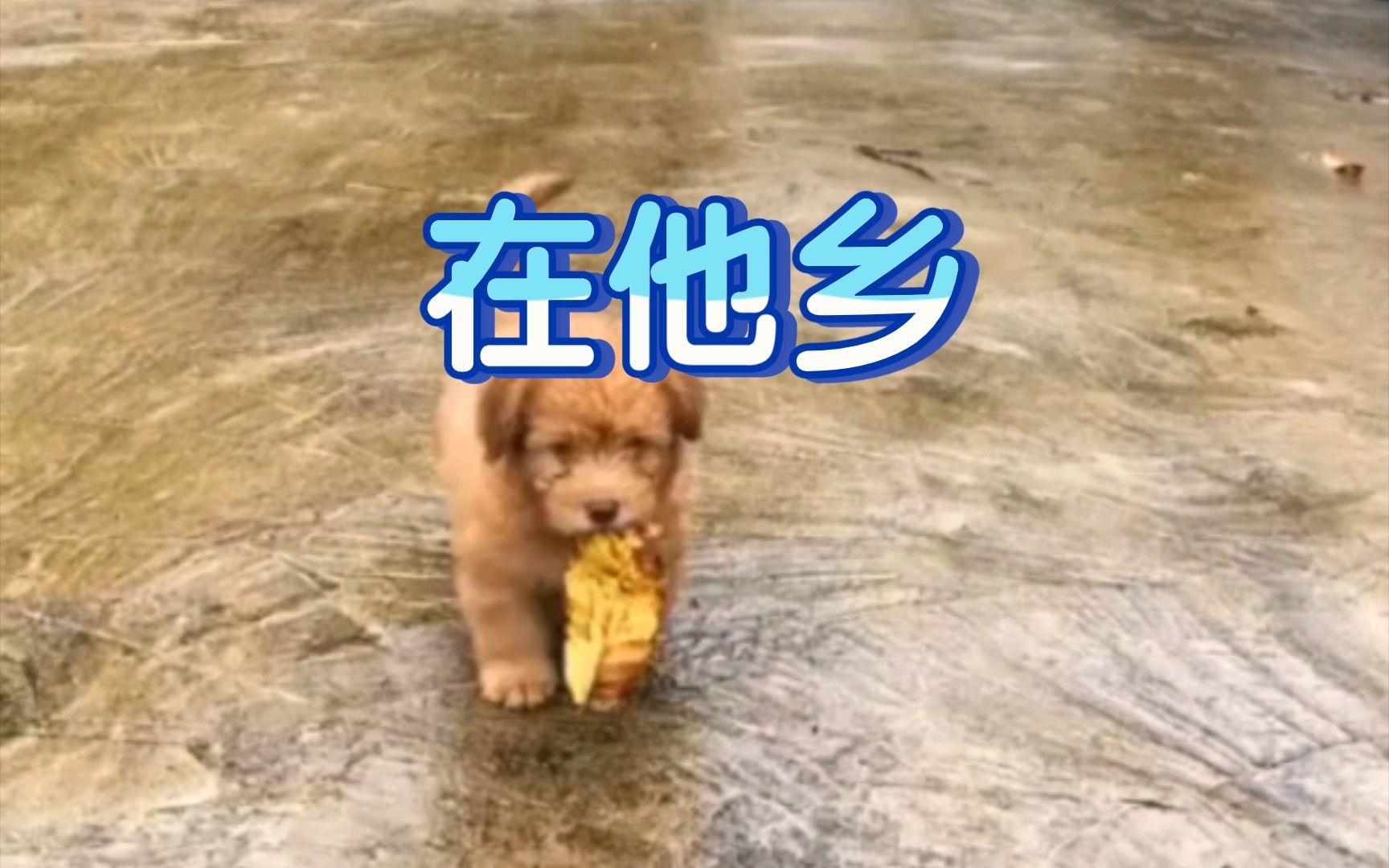 500首经典歌曲完整版欣赏之{在他乡}