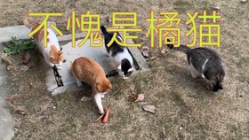 574f1df4f1064ef82dc26898d8ea1d2fbe0f7606.jpg@280w_158h_1c_100q.jpg