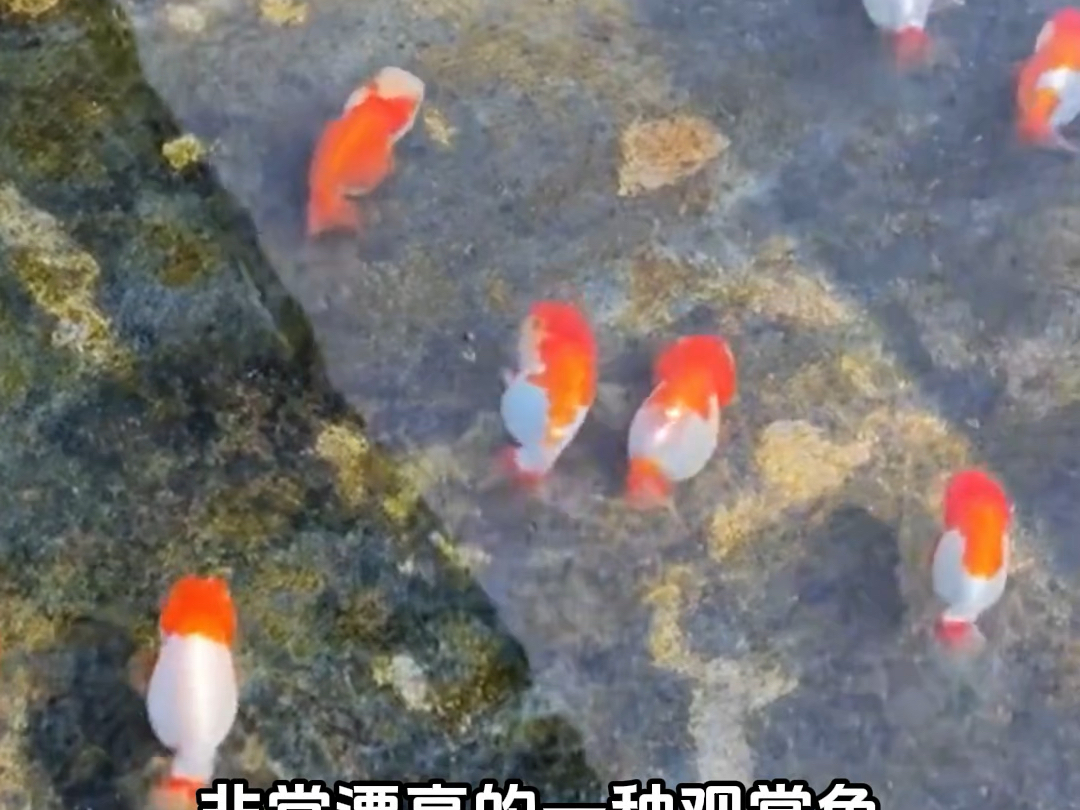 这鱼我能养吗？