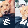 老吴究竟是谁？怎么又一只猫也在叫老吴