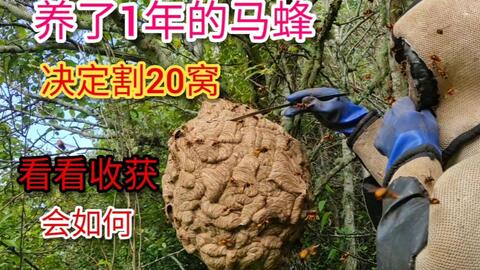 怎样捉马蜂最安全 5778c6e614a91c120442c55f63fae27d6a5c8883.jpg@480w_270h_1c