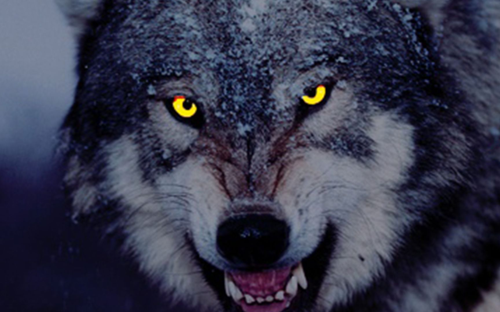 摄影师拍下狼群狩猎全过程：狼王的操作，令人毛骨悚然！纪录片 - 知乎
