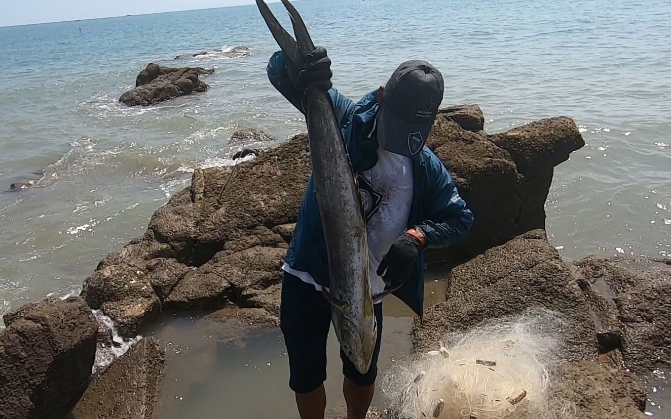 馒头赶海抓到有史最大海鱼,一条足足十五斤,这种大货很罕见