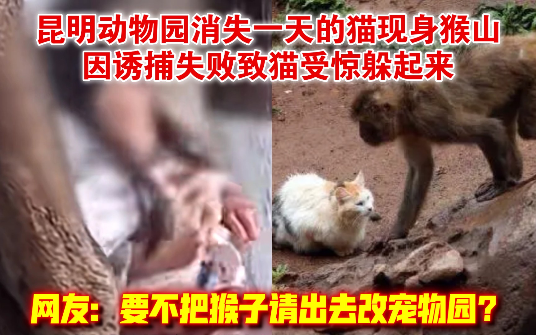 爱猫人士的噩梦:昆明动物园消失一天的猫现身猴山,因诱捕失败致猫受惊躲起来哔哩哔哩bilibili