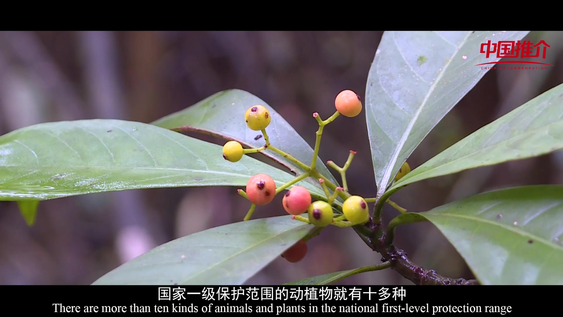 《中国推介》昭平：梦境家园 长寿茶乡