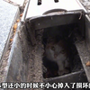 234. 走路不看路？被困排水槽的失足猫